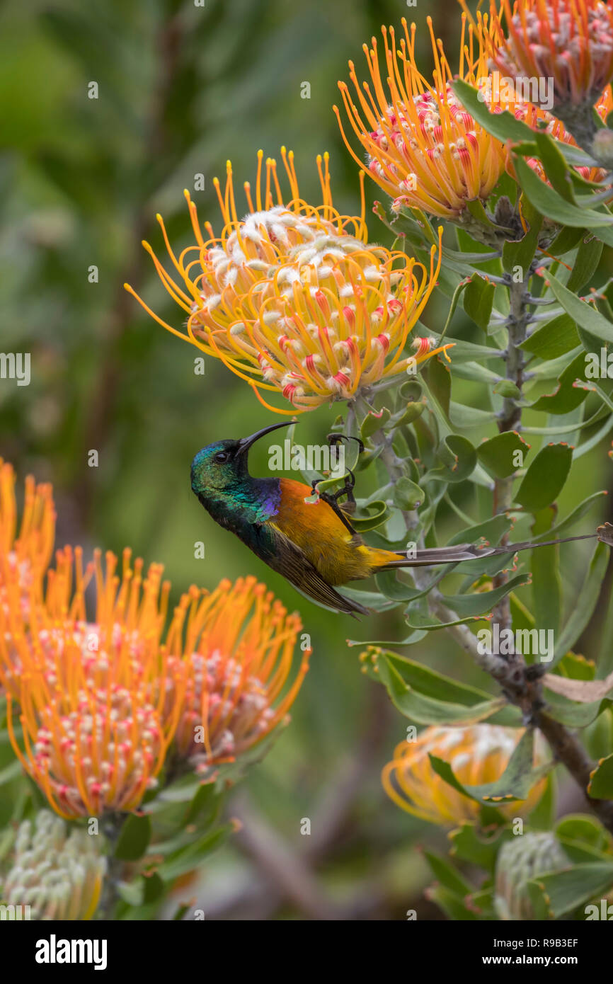 Orange-breasted sunbird (Anthobaphes violacea), Kirstenbosch National Botanical Garden, Cape Town, South Africa Stock Photo