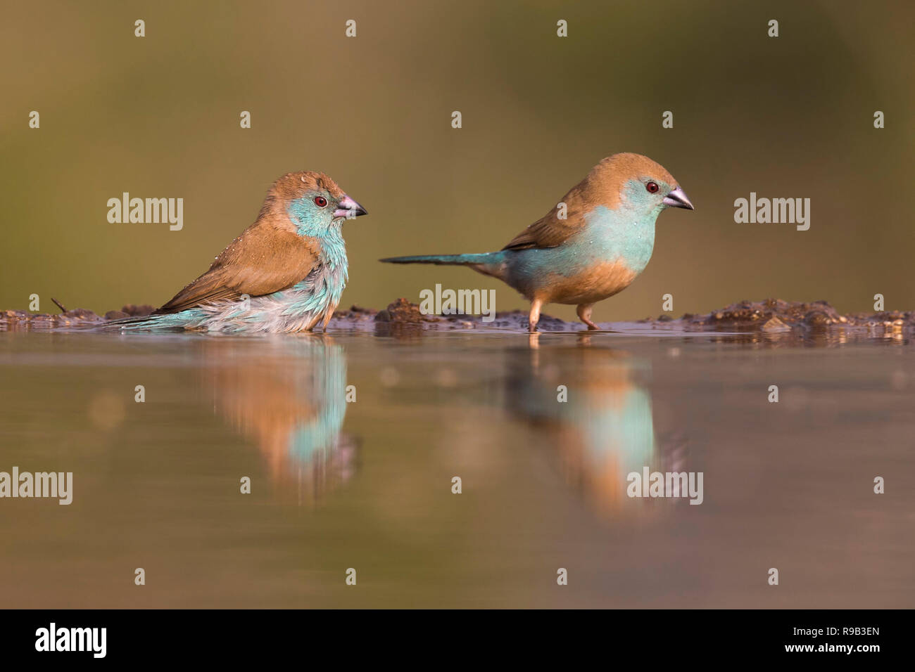 Blue waxbills (Uraeginthus angolensis), Zimanga private game reserve, KwaZulu-Natal, South Africa Stock Photo