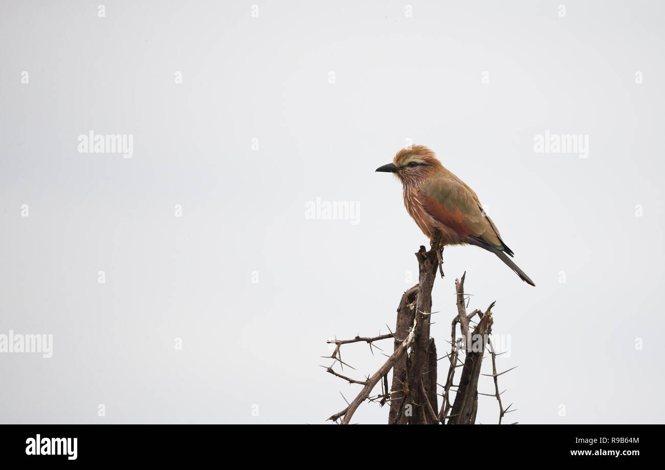 Purple roller (Coracias naevius) bird perched or perching on the top of a tree against a white background with copy space in the wild of South Africa Stock Photo