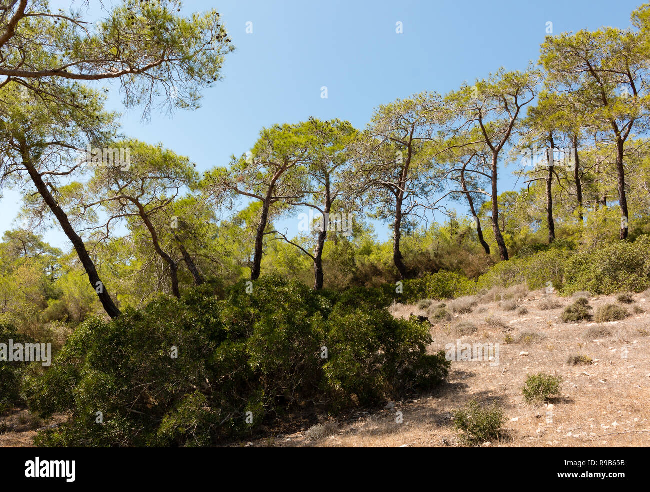 Pines and bushes on dry terrain with blue sky background in Cyprus, Greece. Stock Photo