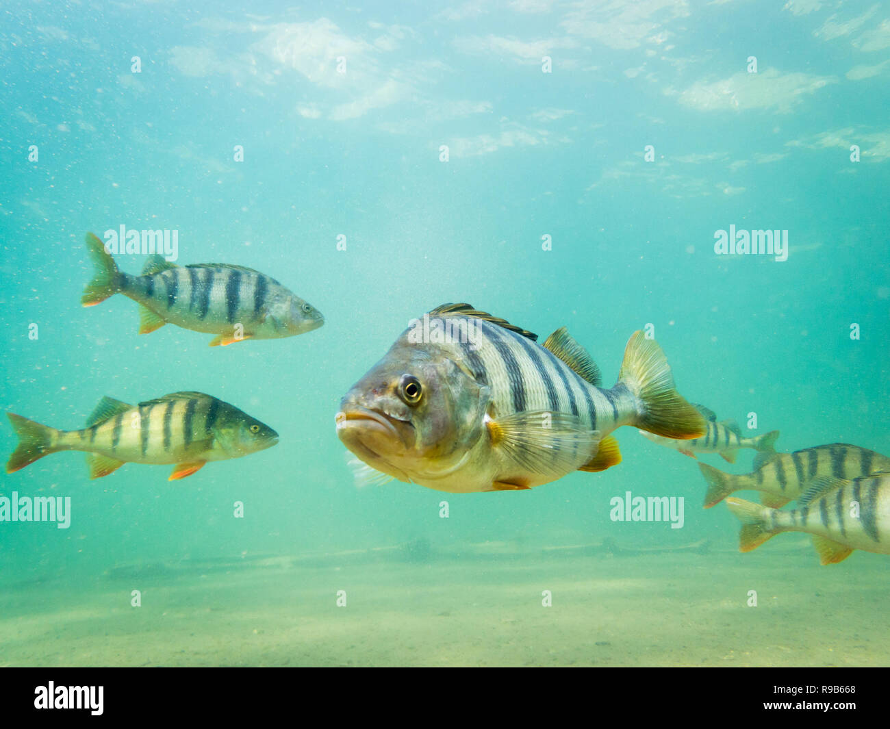 Big perch fish with healed face injury swimming in clear water. Stock Photo