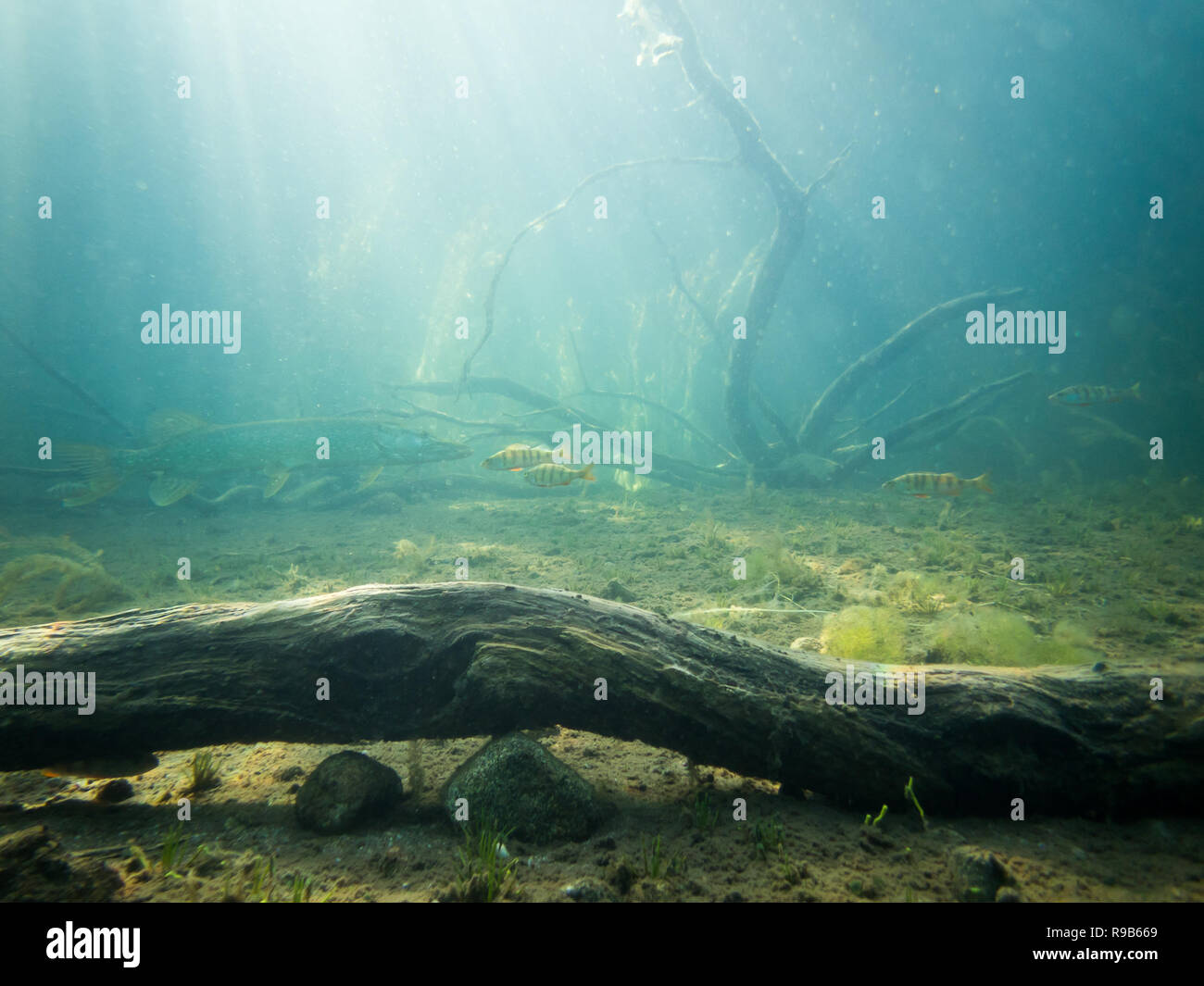 Underwater landscape with big pike and group of perch behind a snag. Stock Photo