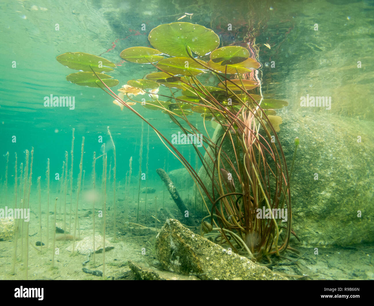Water Lily Underwater High Resolution Stock Photography And Images Alamy Water Lily Underwater High Resolution Stock Photography And Images Alamy