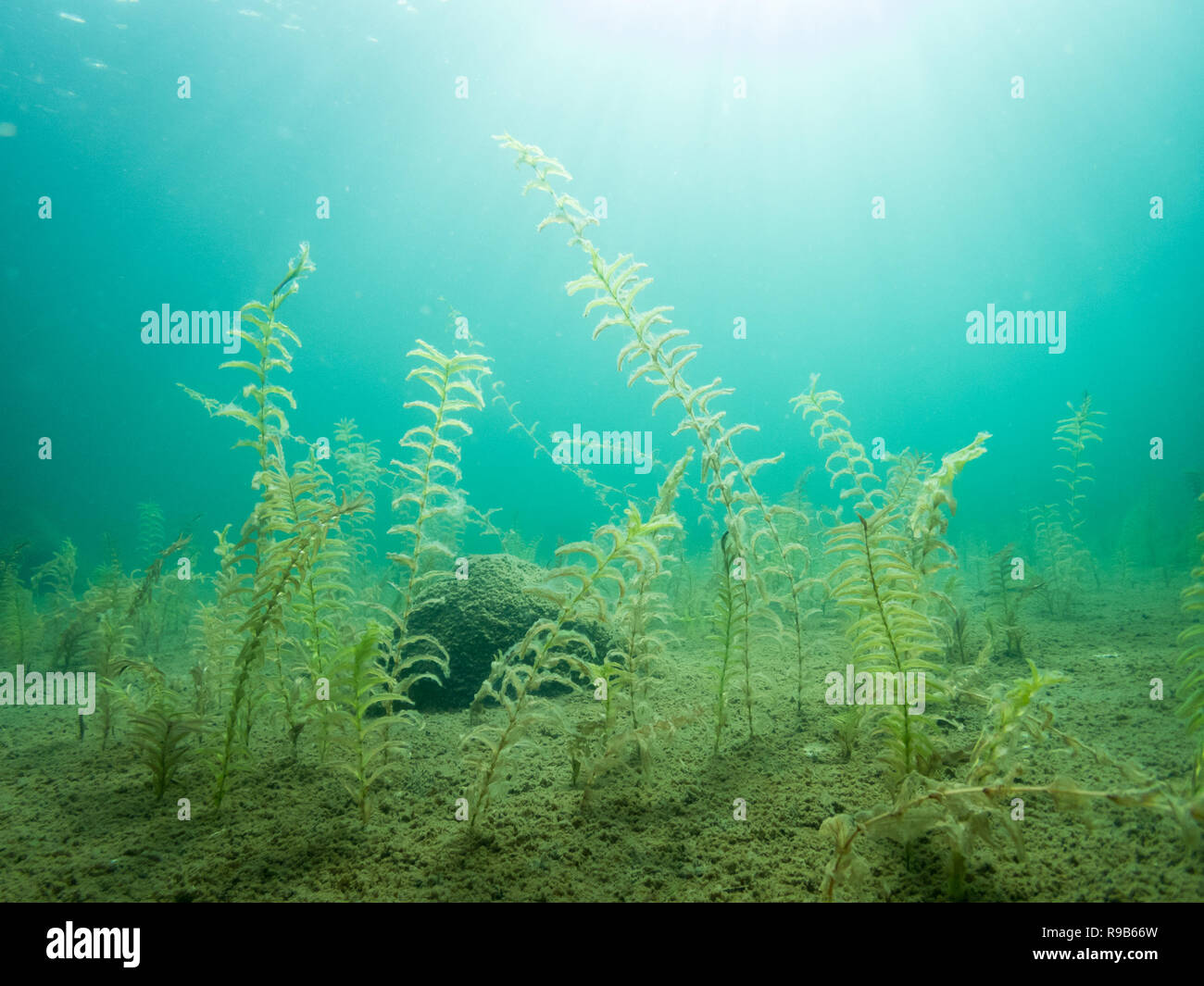Underwater landscape with claspingleaf pondweed (Potamogeton perfoliatus) water plants in clear-watered lake. Stock Photo