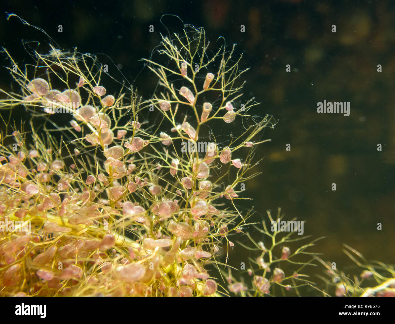 Leaves and bladders of the bladderwort Utricularia vulgaris aquatic carnivorous plant. Underwater shot. Stock Photo