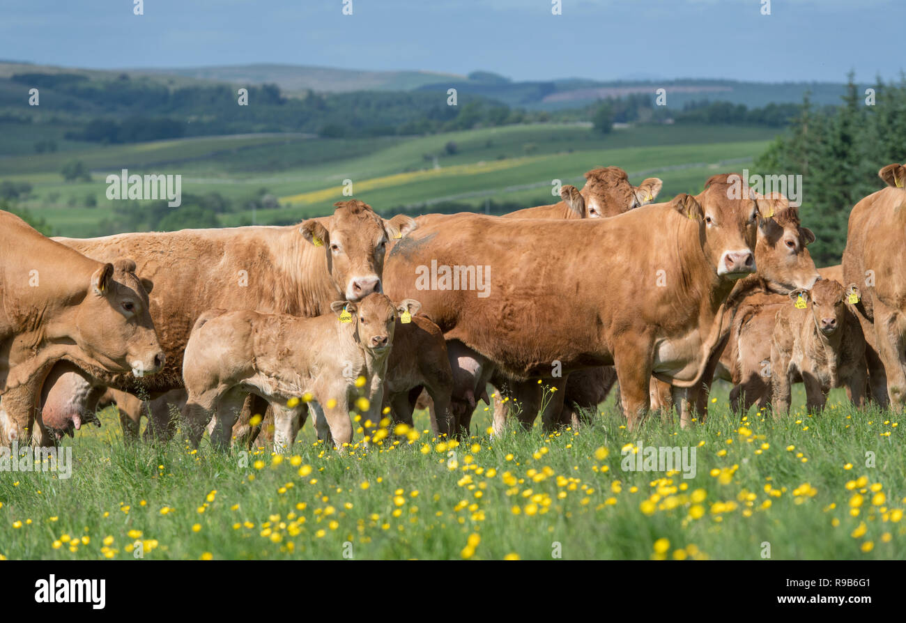 Herd of Limousin beef cattle with calves grazing on upland pasture in ...