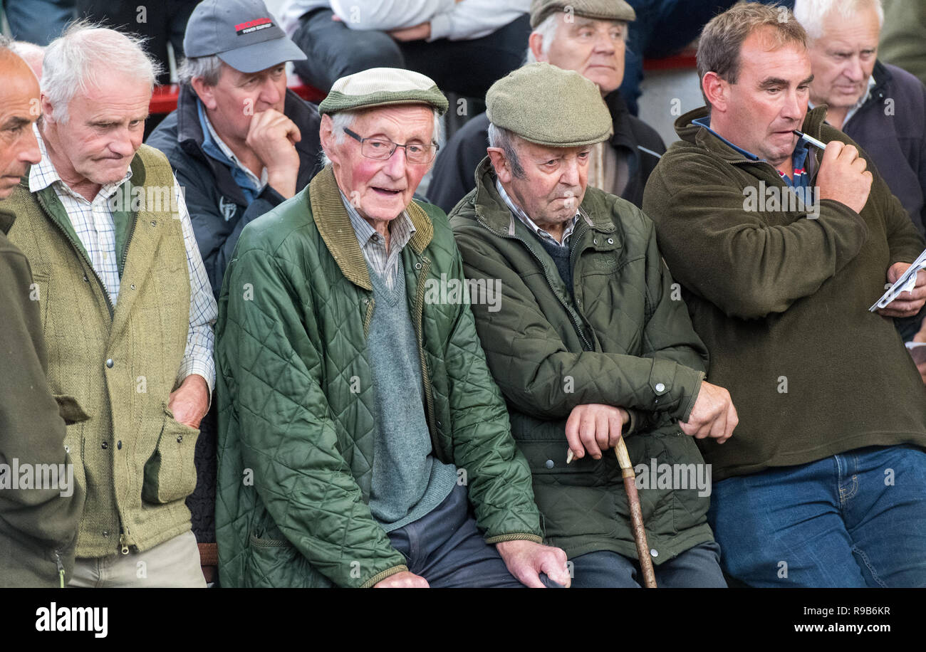 Farmers in the auction mart at Hawes watching a sale. North Yorkshire, UK Stock Photo Alamy