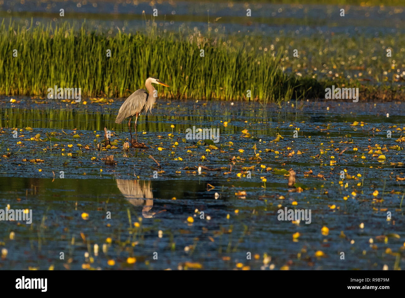 Great blue heron foraging in golden late light of a  freshwater marsh in Ontario, Canada Stock Photo