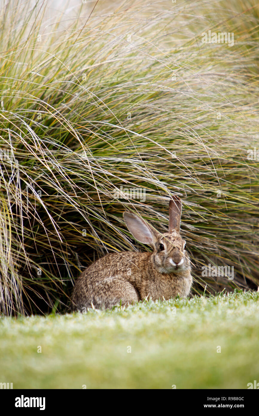 Jack Rabbit Usa >> Usa California San Diego Jack Rabbit In The Bushes Outside Hotel Jack Rabbit Usa >> Usa California San Diego Jack Rabbit In The Bushes Outside Hotel