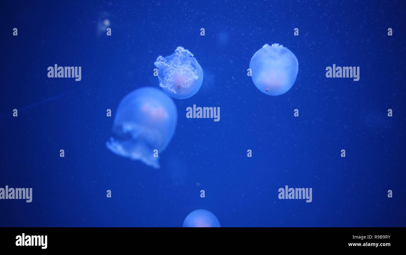 Jellyfish with Blue Background Stock Photo