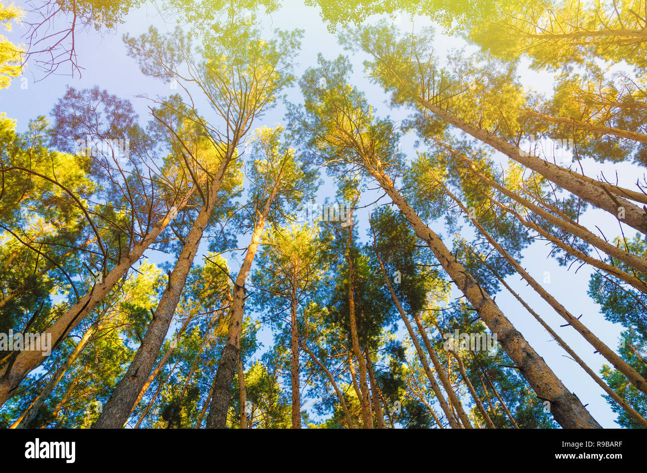 pine trees in forest view from below Stock Photo