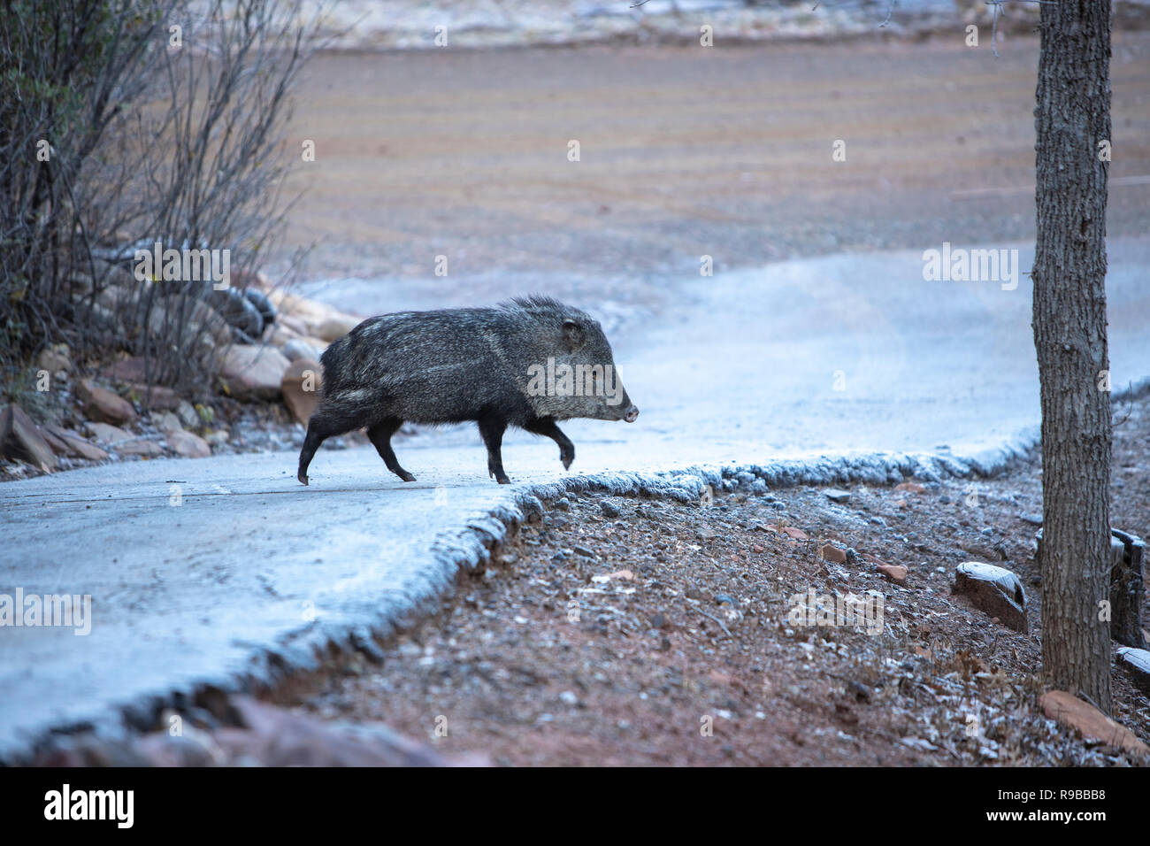 Wild javelina looking for food Stock Photo Alamy