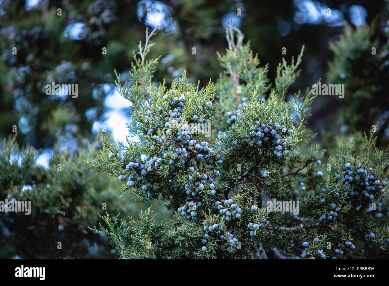 Juniper berry tree hires stock photography and images Alamy