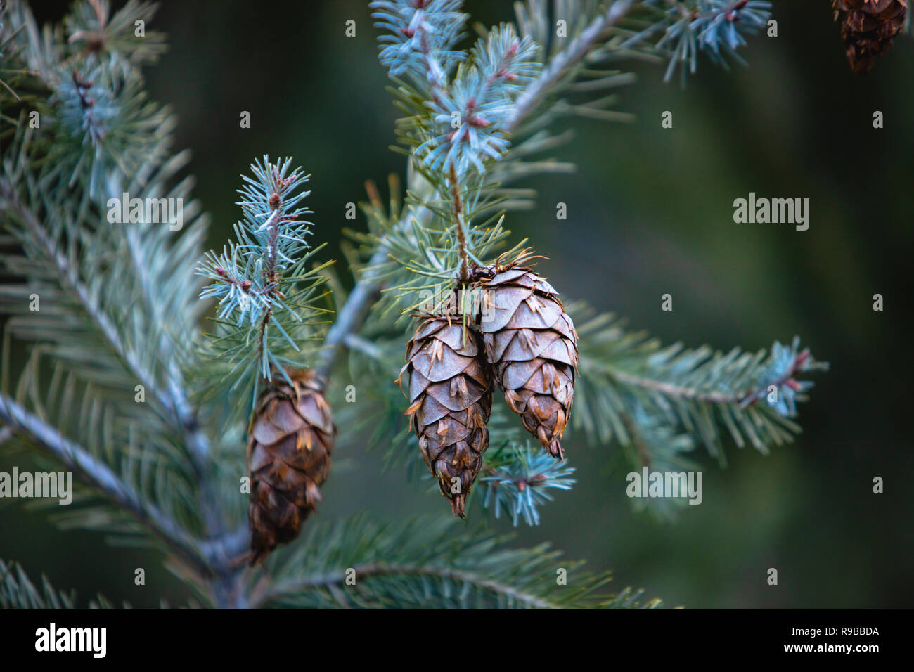 Pine cones hanging from a tree Stock Photo - Alamy