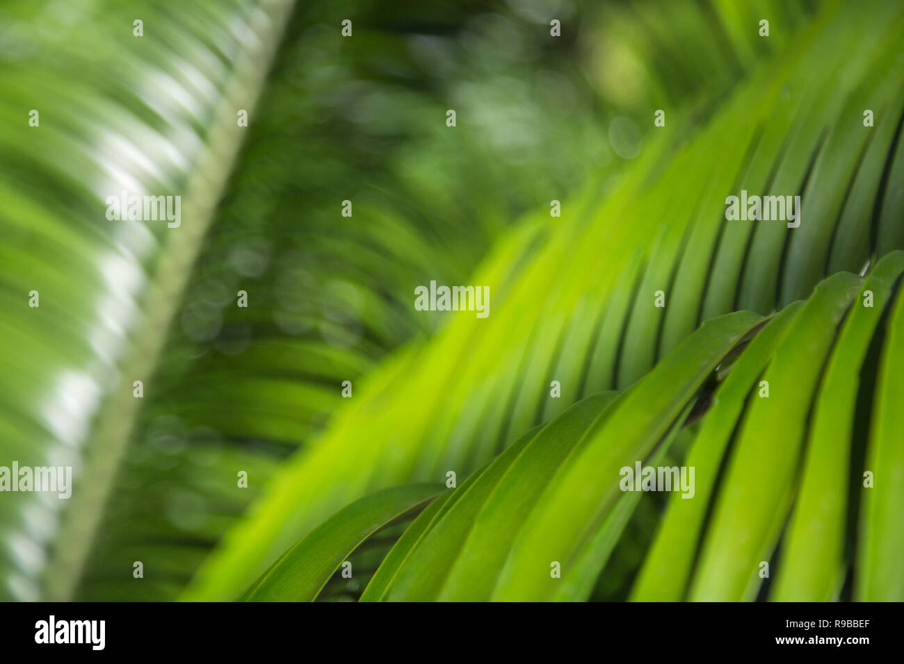 Palm leaves, Durban Botanic Gardens, KwaZulu-Natal, South Africa, Stock Photo