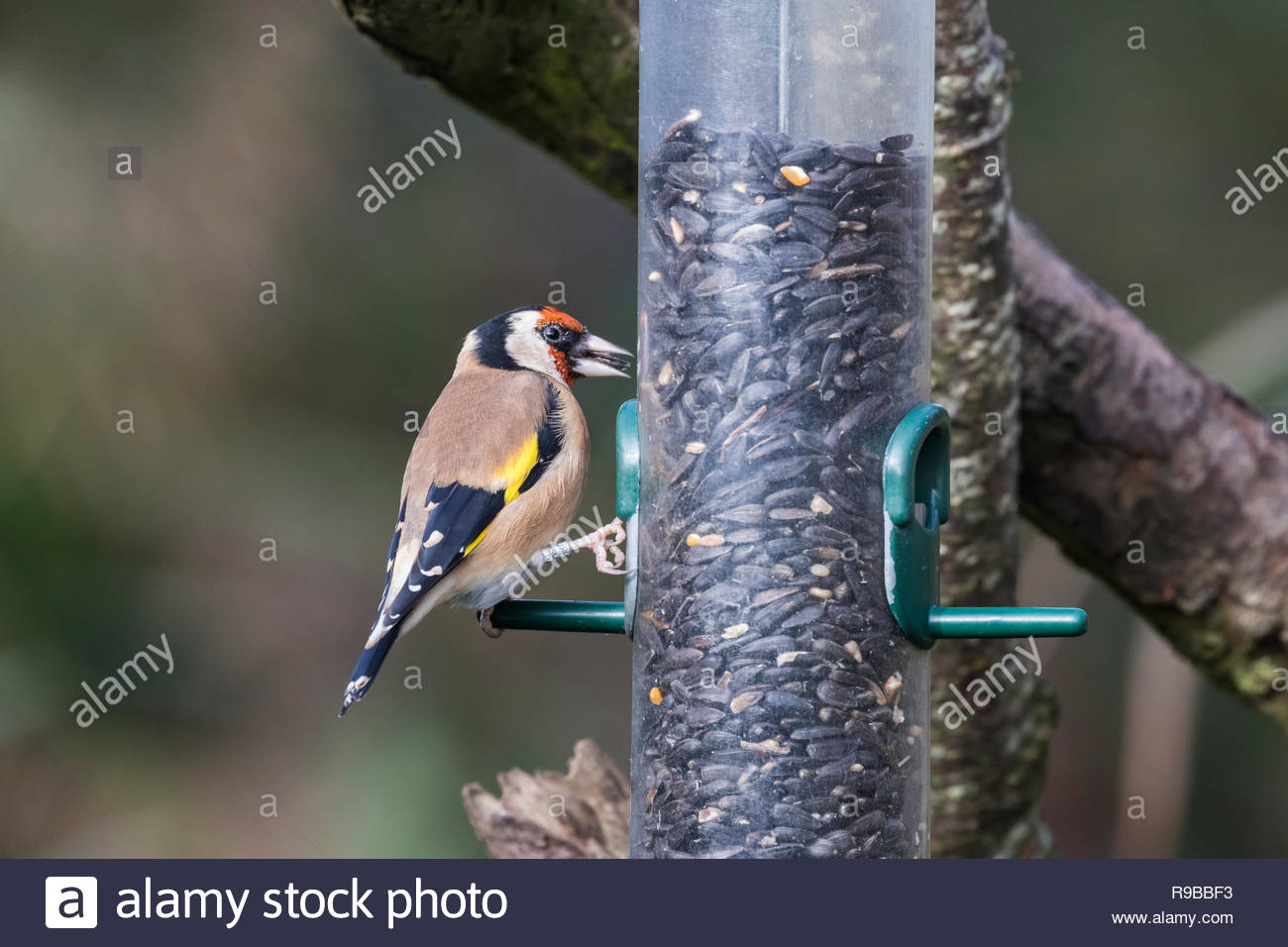 Sunflower Seed Feeder Stock Photos Sunflower Seed Feeder Stock