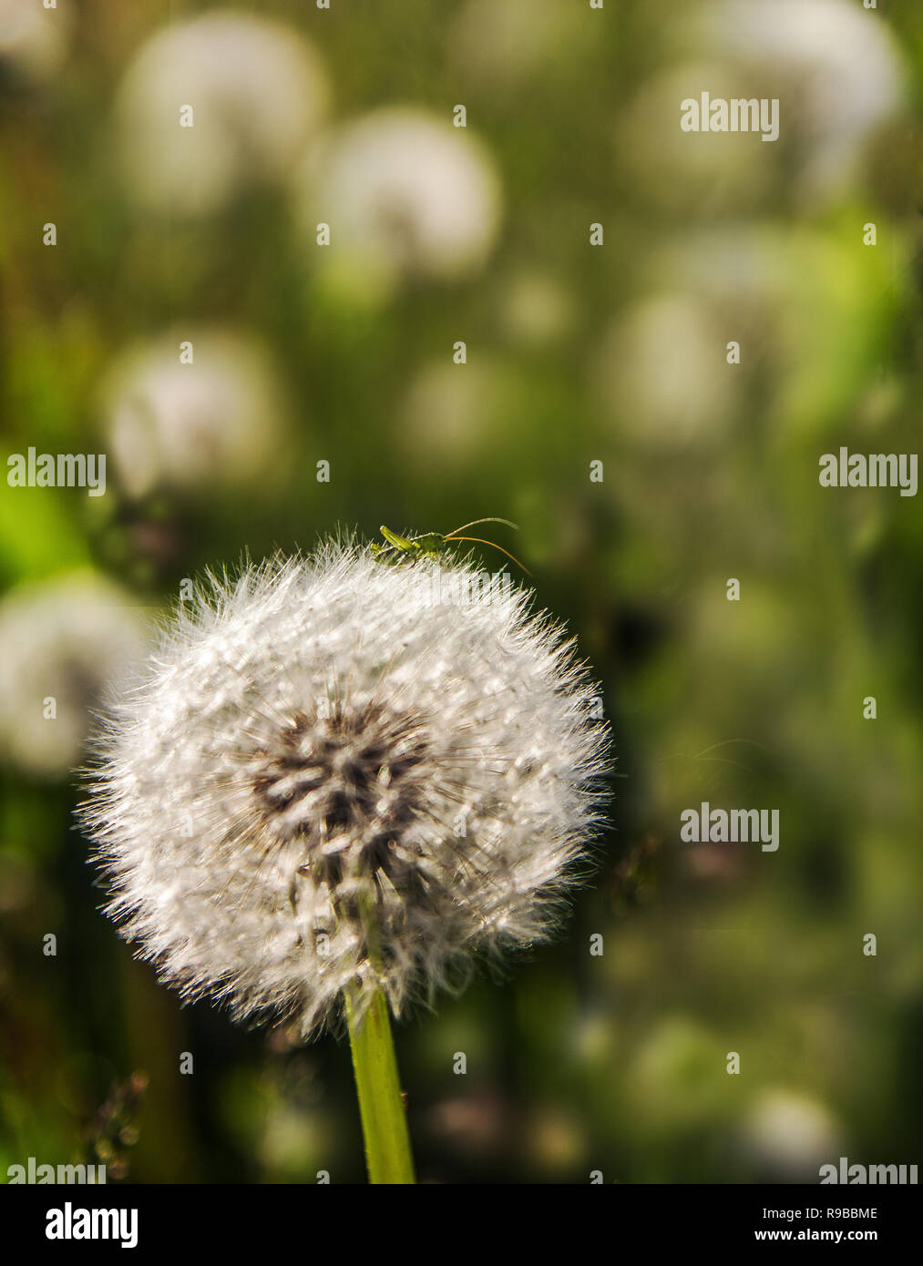Small young green grasshopper resting on a dandelion's fluffy head Stock Photo
