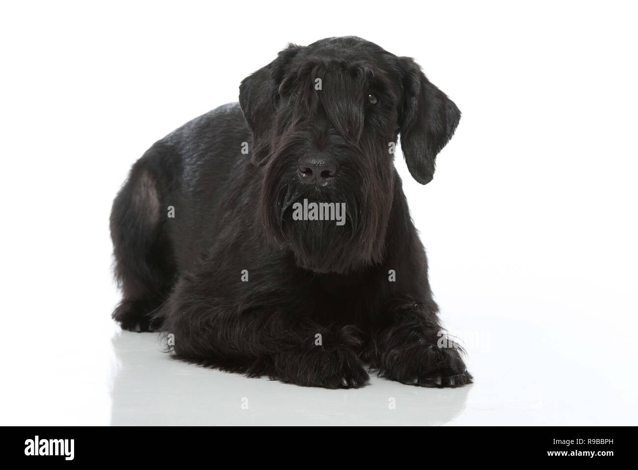 Hi style hot sale giant schnauzers