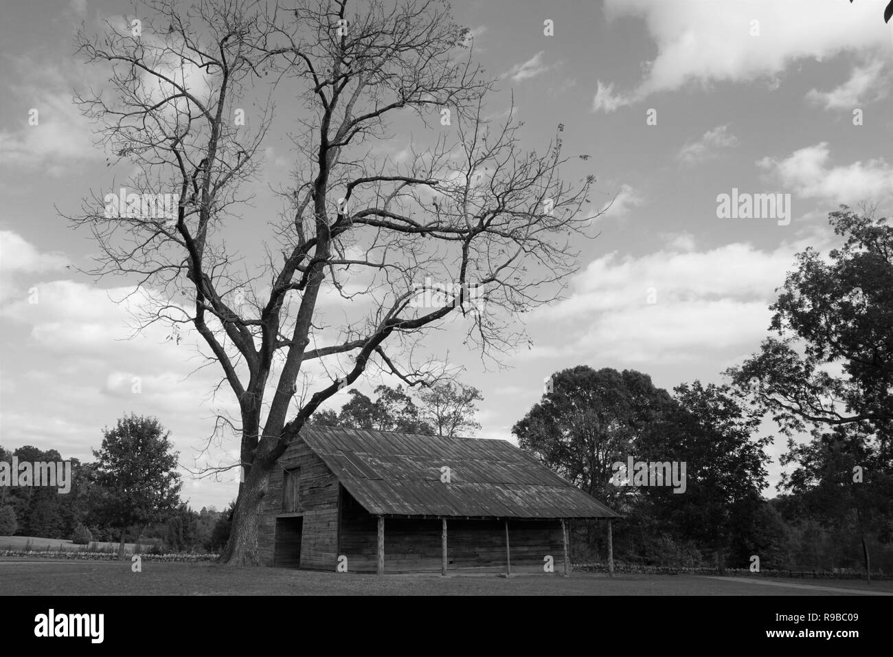 Black and white image of an old barn and a barren tree Stock Photo