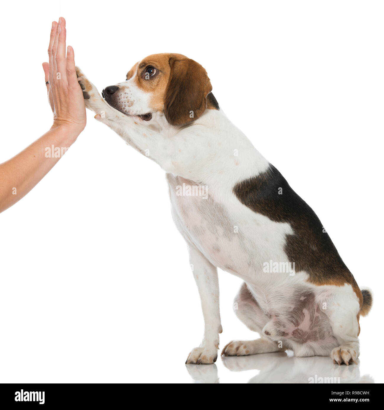 Beagle dog give a paw Stock Photo Alamy