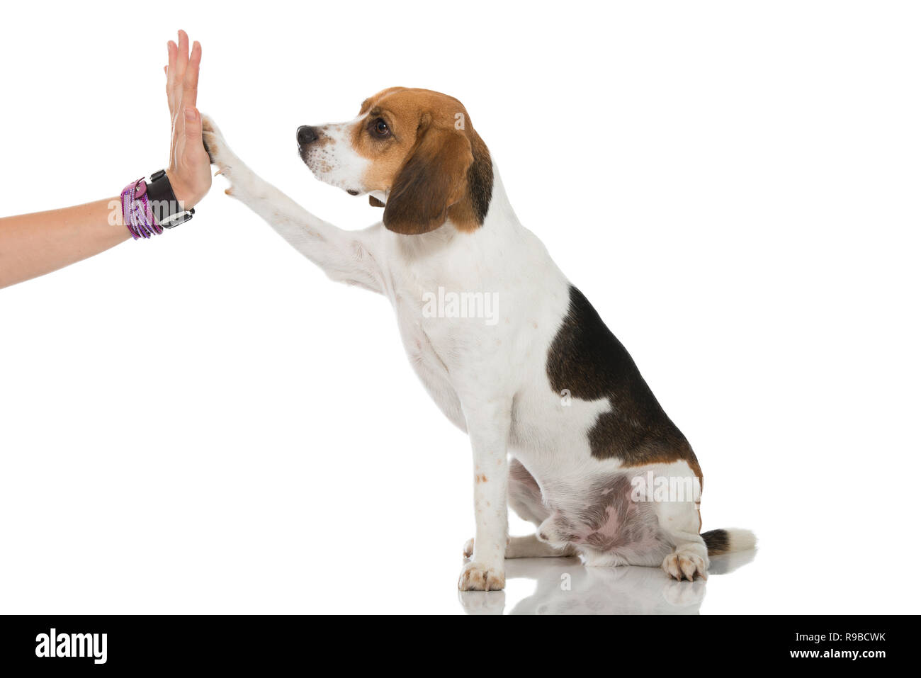 Beagle dog give a paw Stock Photo Alamy