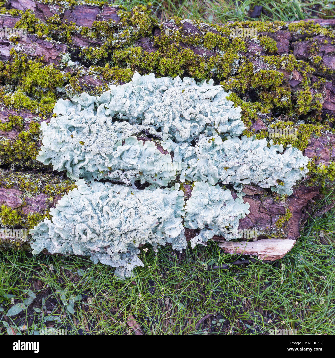 Foliose lichen, genus Parmelia on bark surrounded by moss. Concepts: moss and lichen difference, symbiosis, environmental indicator Stock Photo
