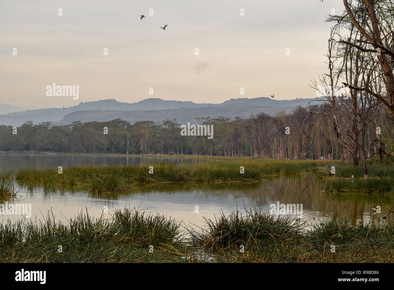 Camping at Lake Elementaita, Rift Valley, Kenya Stock Photo Alamy