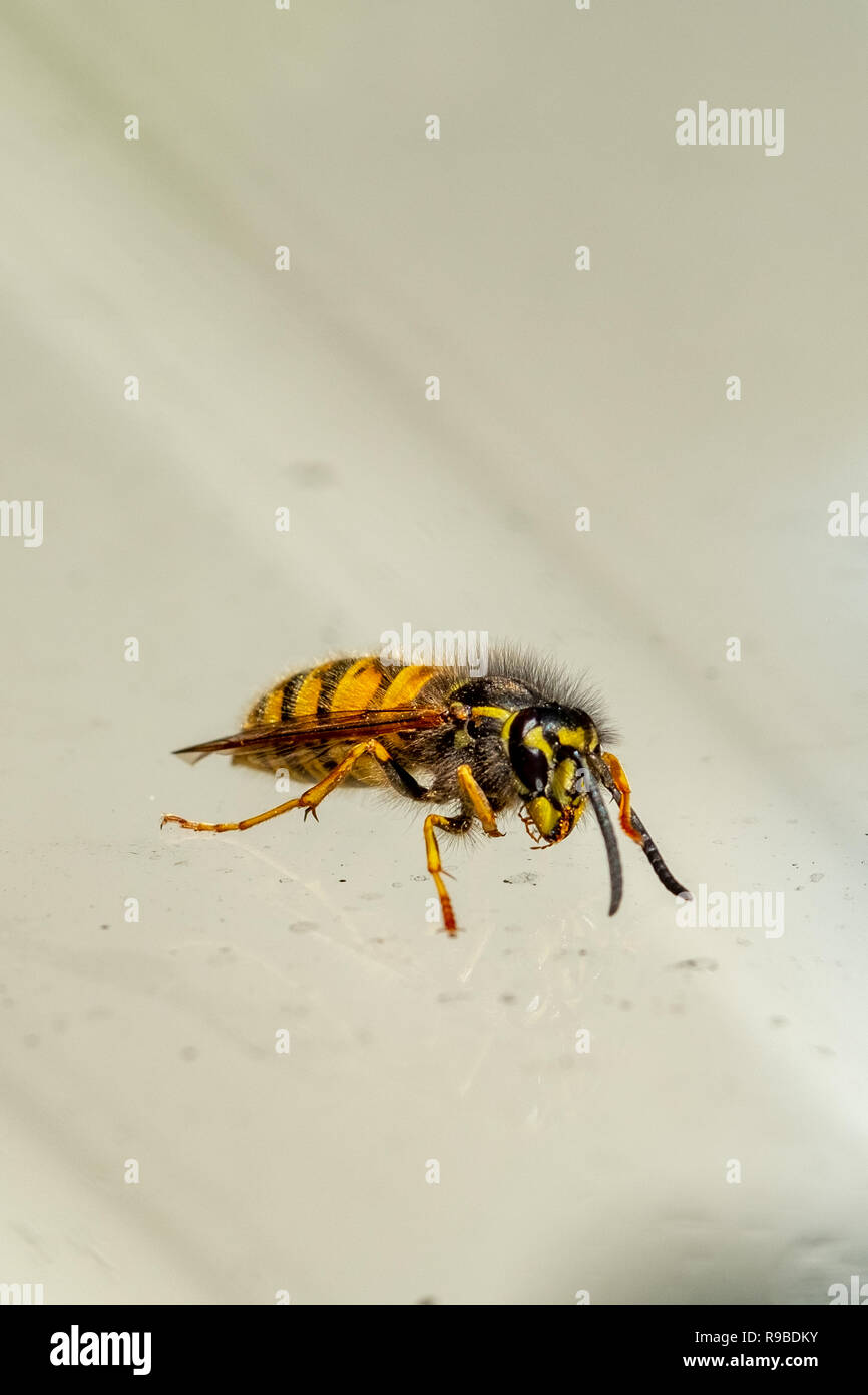 close up photo of a wasp on a piece of glass Stock Photo