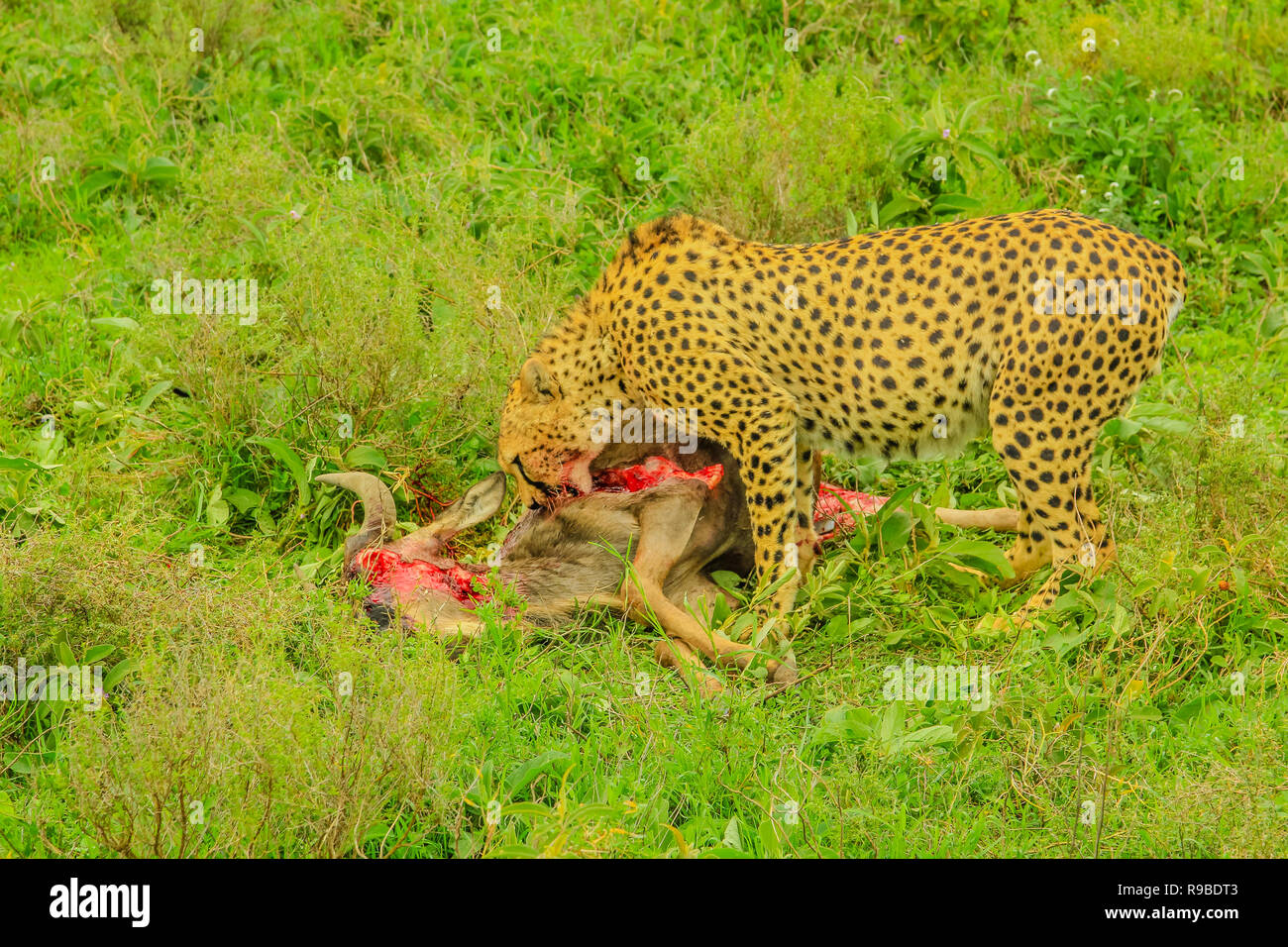 Cheetah male eats a young Gnu or Wildebeest in green grass vegetation. Ndutu Area of Ngorongoro Conservation Area, Tanzania, Africa. Stock Photo