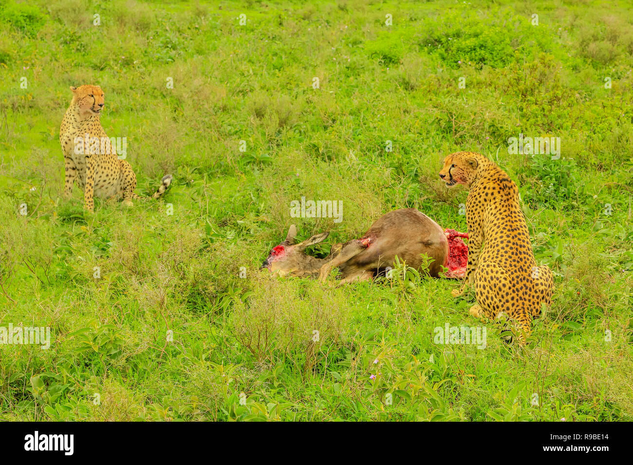 Two cheetah brothers standing in front of Gnu or Wildebeest after eating in green grass vegetation. Ndutu Area of Ngorongoro Conservation Area, Tanzania, Africa. Hunting scene. Stock Photo