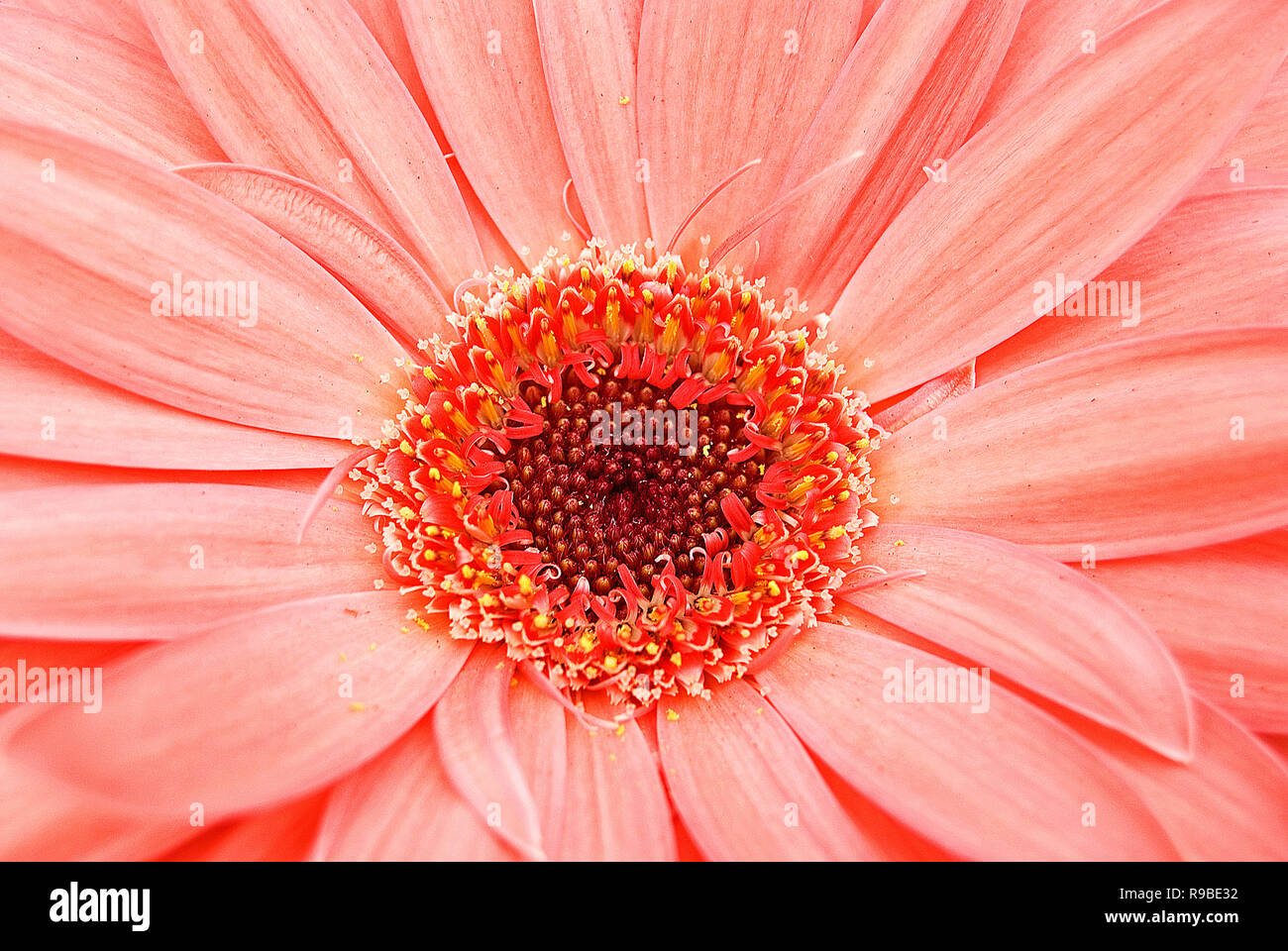 extreme close up of a coral colored gerbera daisy flower Stock Photo
