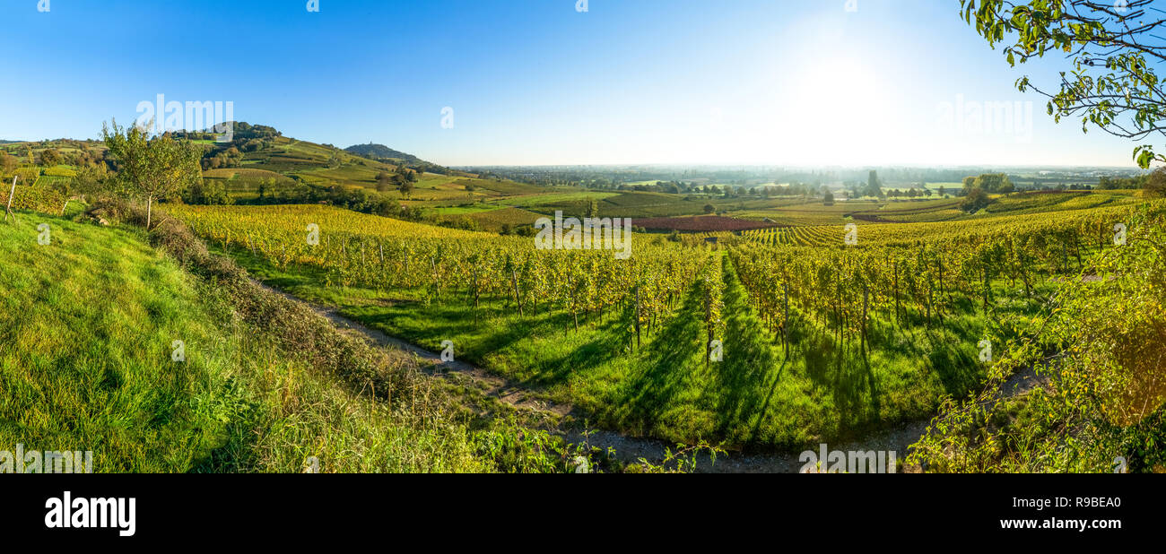 Wineyards, Hessische Bergstrasse, Germany Stock Photo