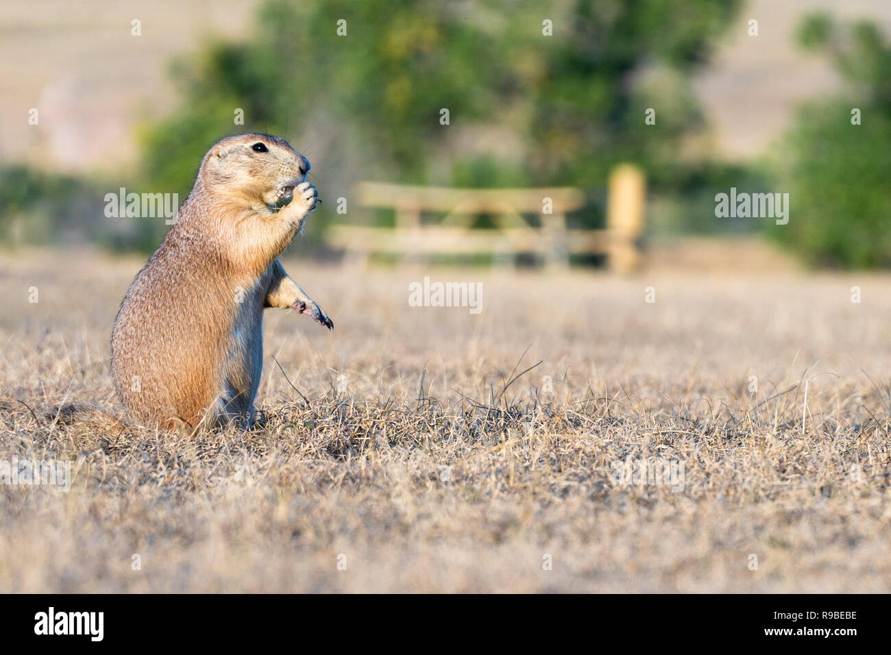 Visiting the Badlands in South Dakota in September 2018 Stock Photo Alamy
