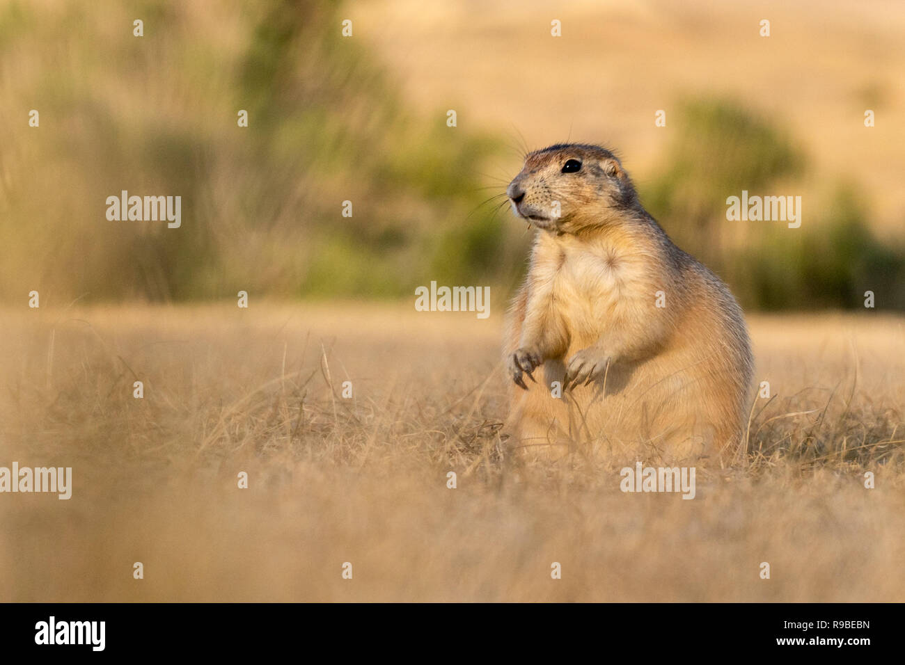 Visiting the Badlands in South Dakota in September 2018 Stock Photo Alamy