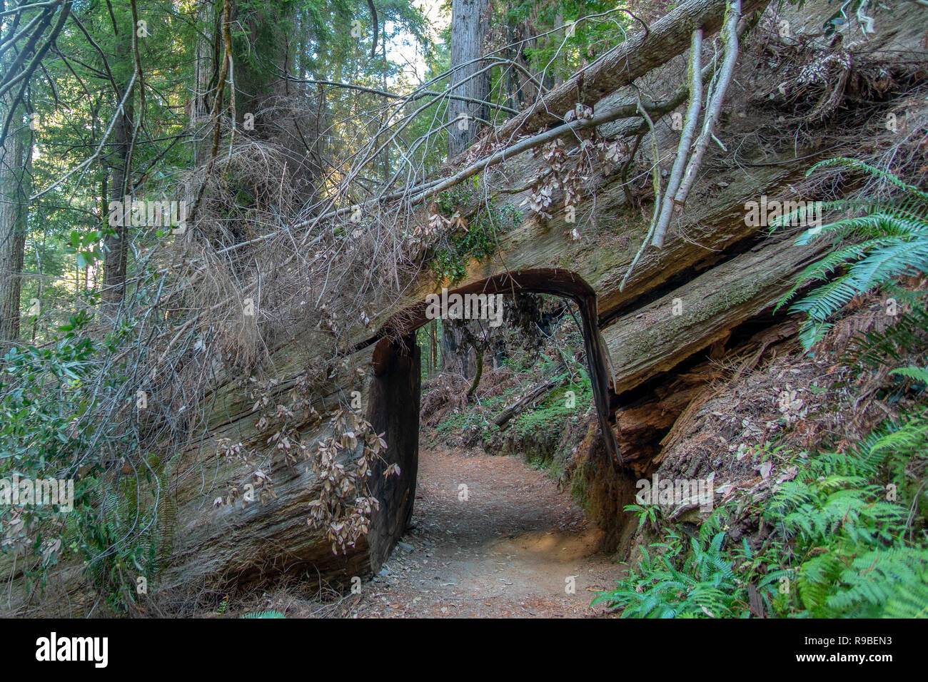 Redwood National and State Park in October - Northern California Stock Photo