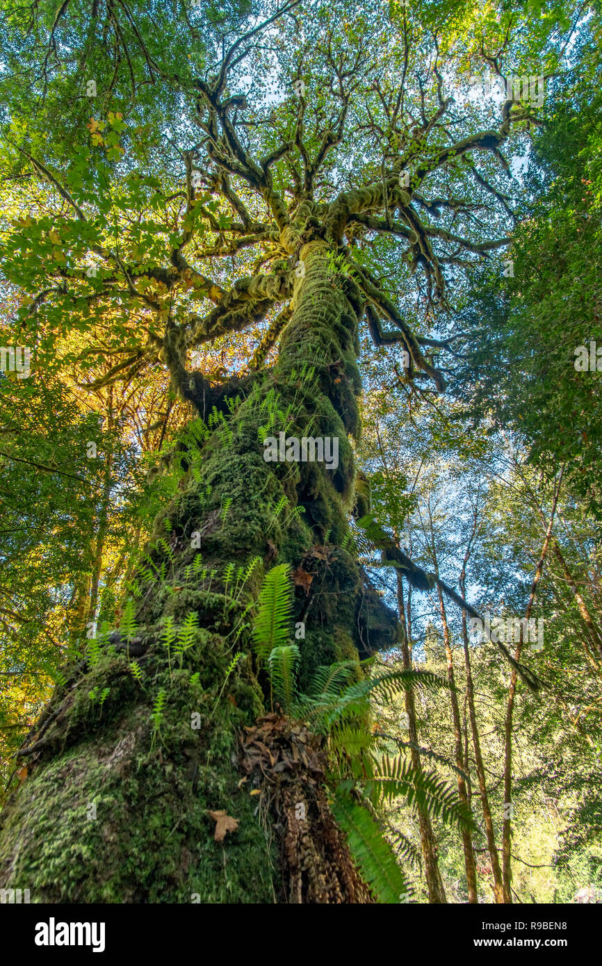 Redwood National and State Park in October - Northern California Stock Photo