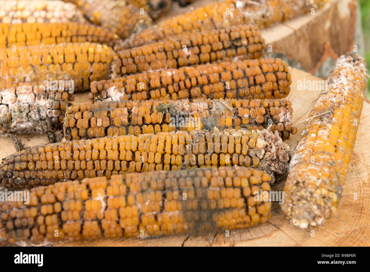 Moldy rotten corn cobs outside on wood logs. Stock Photo
