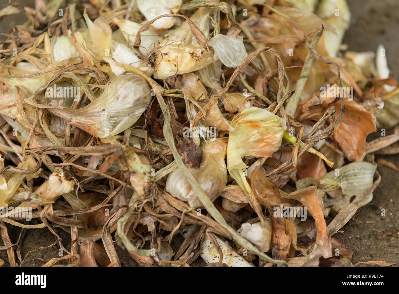 Left over onions skins are a rich source of flavonoids, quercetin