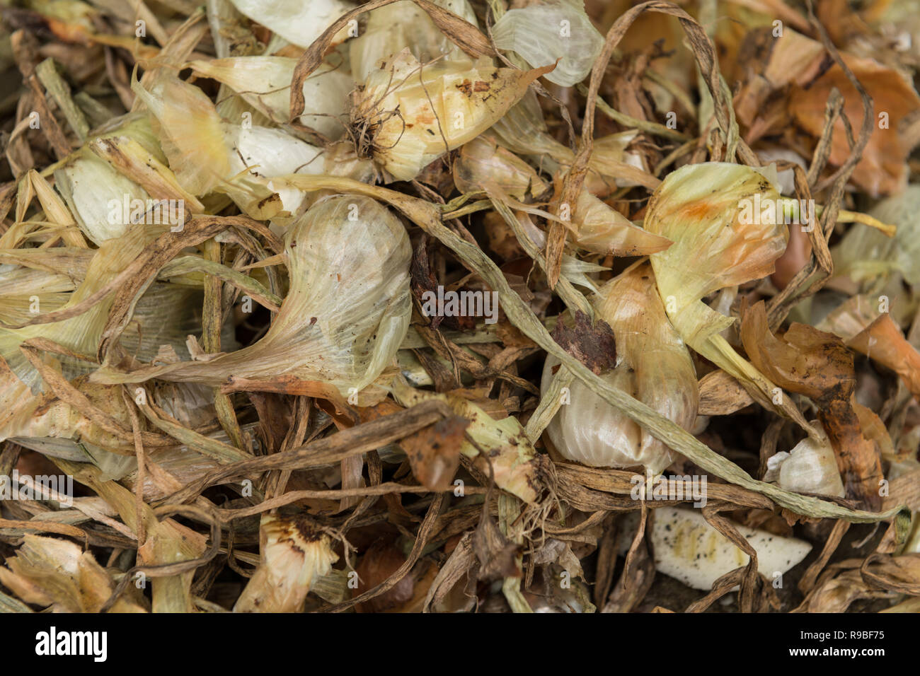 Left over onions skins are a rich source of flavonoids, quercetin