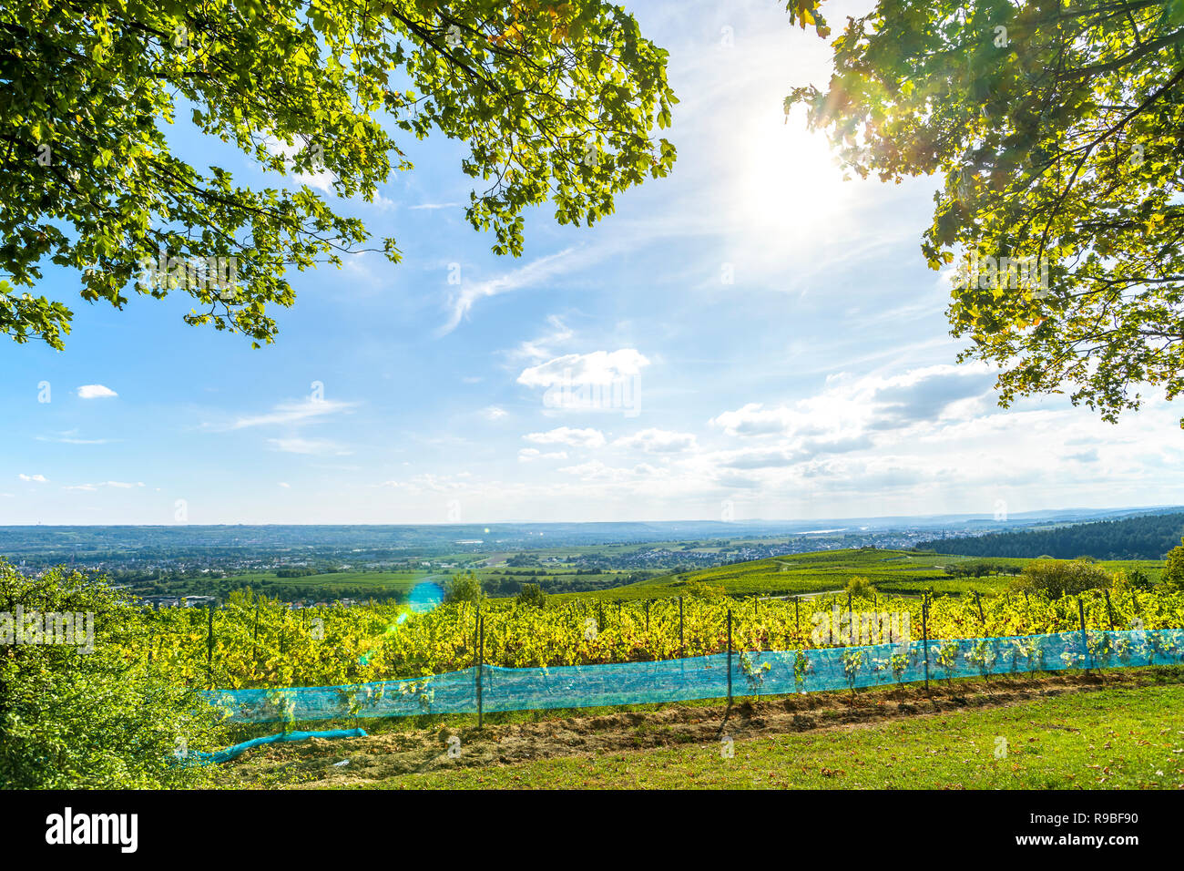 Vineyards, Kiedrich, Rheingau, Germany Stock Photo