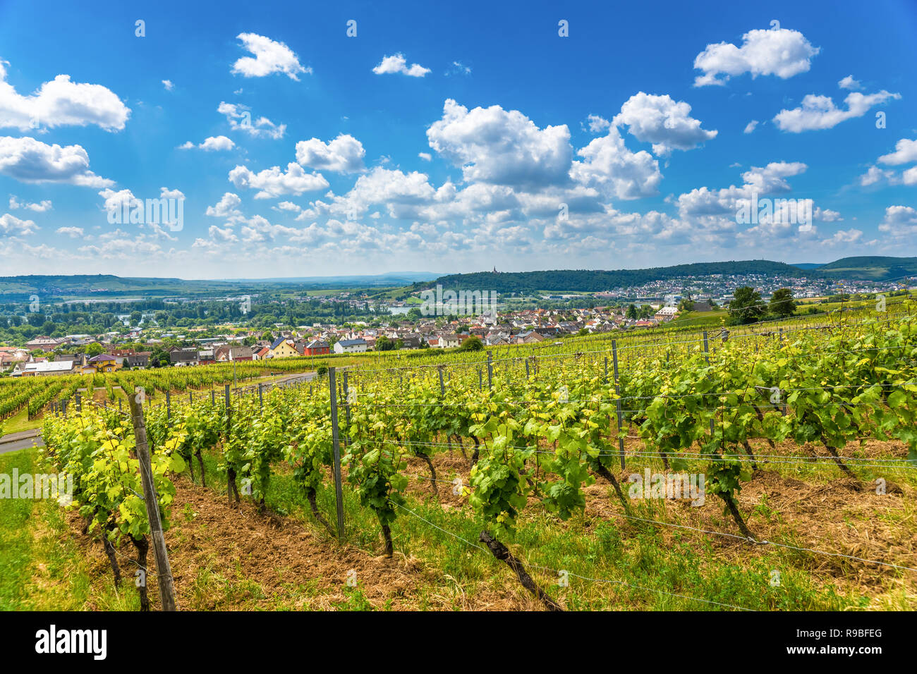 Castle Johannisberg and Vineyards, Rüdesheim, Germany Stock Photo