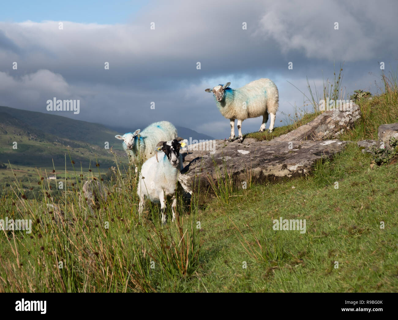 Pastoral scene in Ireland featuring three sheep on a rocky outcrop and dark...