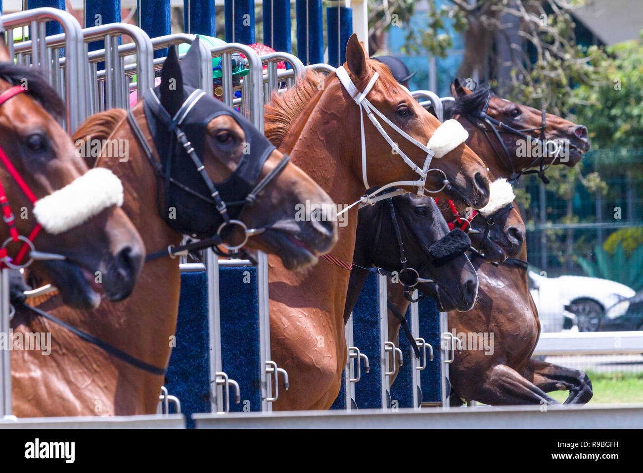 Race Horses Starting Gate High Resolution Stock Photography And Images Alamy Race Horses Starting Gate High Resolution Stock Photography And Images Alamy