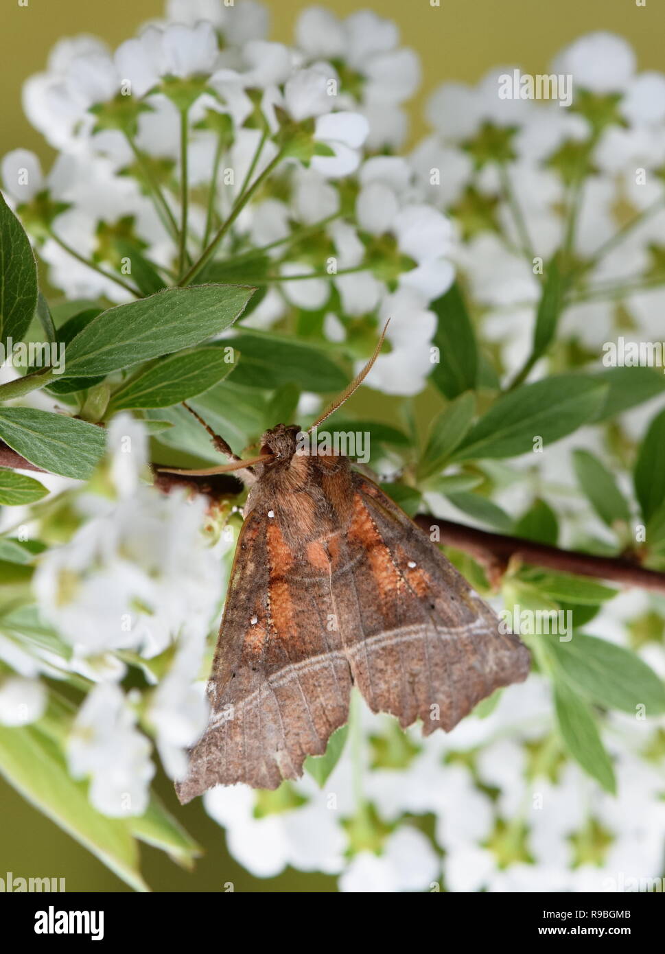 The colorful noctuidae herald moth Scoliopteryx libatrix sitting on a flower Stock Photo