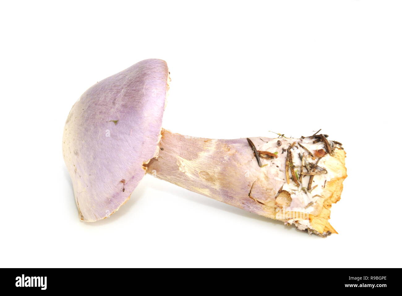 Gassy webcap fungus Cortinarius traganus isolated on white background Stock Photo
