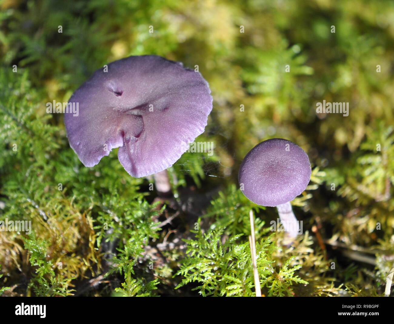 The amethyst deceiver mushroom Laccaria amethystina in its natural environment Stock Photo