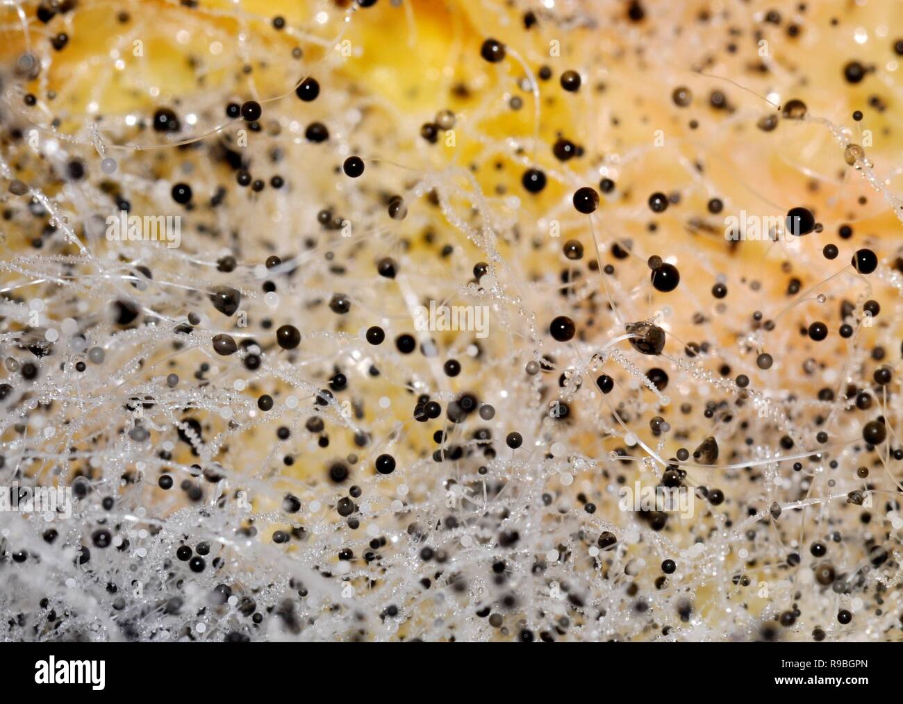 Closeup on decomposing fungi Rhizopus mold growing on an orange Stock Photo
