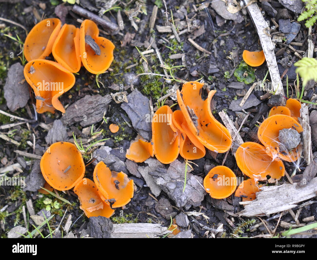 The orange peel fungus Aurantia aleuria in its natural environment Stock Photo