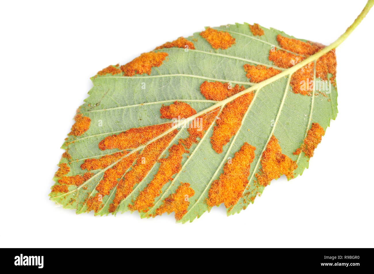 The rust fungus Melampsoridium hiratsukanum on the leaf of an alder tree Stock Photo