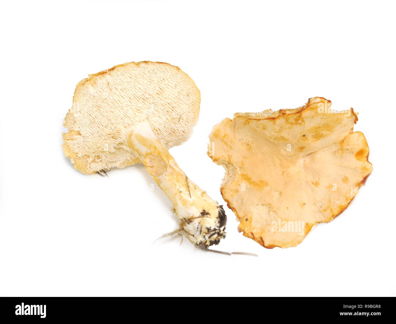 Terracotta hedgehog mushroom Hydnum rufescens on white background Stock Photo